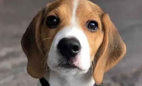 比格犬认主人的表现-图1