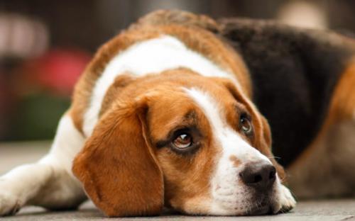 比格犬价格多少钱-图1