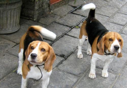 比格犬500元一只