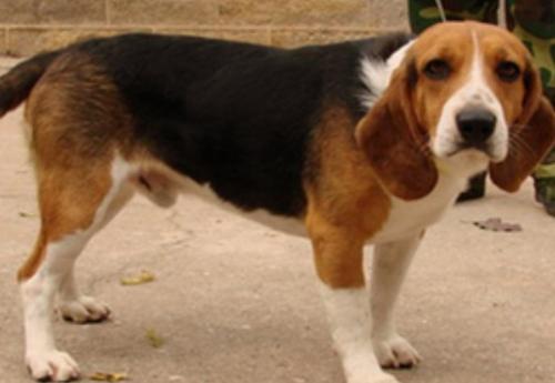实验室大量收比格犬