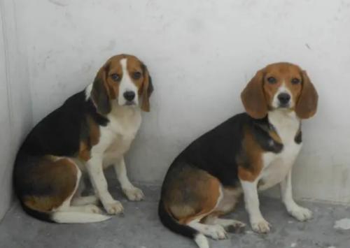 比格犬骗局-图1
