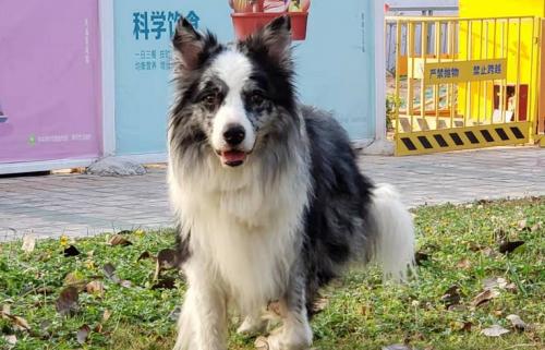 陨石边牧犬是纯种边牧吗-图1