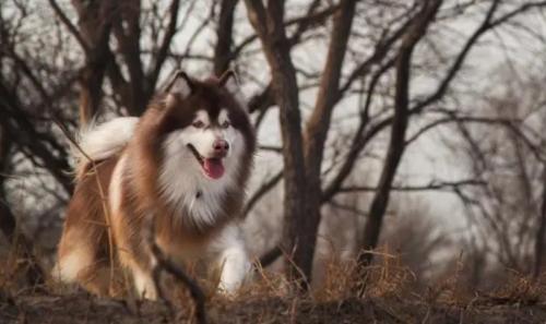 阿拉斯加犬多少钱一只-图1