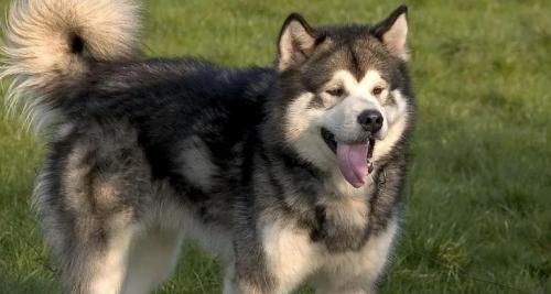 阿拉斯加犬的致命缺点-图1