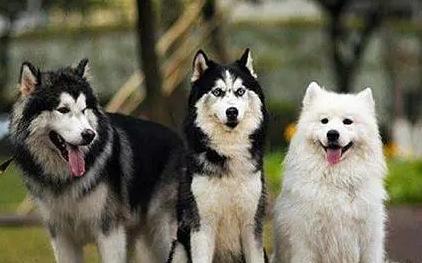 雪撬三傻是哪三种犬照片-图1