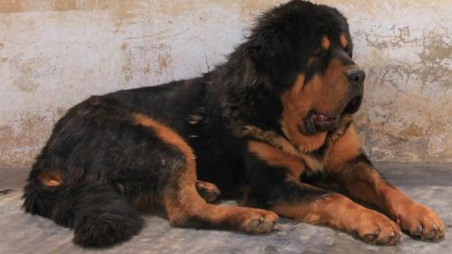 纯种藏獒幼犬多少钱一只-图1