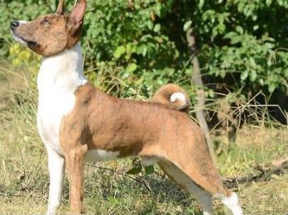 巴仙吉犬有攻击性吗-图1