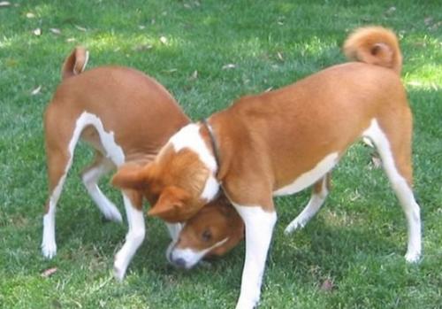 巴仙吉犬聪明吗-图1