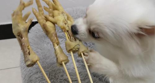 狗能不能吃鸡爪-图1