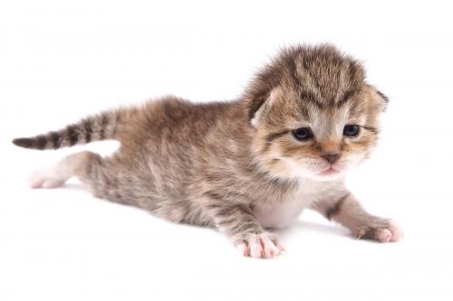 10天大的小猫人工怎么喂养-图1