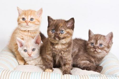 在家怎样给猫咪接生-图1