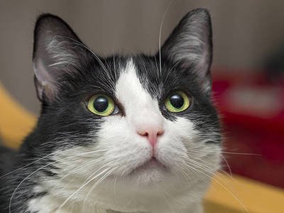如何分辨猫咪的年龄-图1