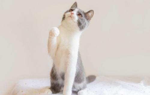 英短蓝猫挂霜怎么回事