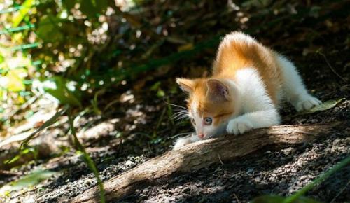 猫为什么突然在床拉屎-图1
