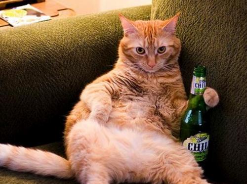 猫能喝啤酒吗-图3