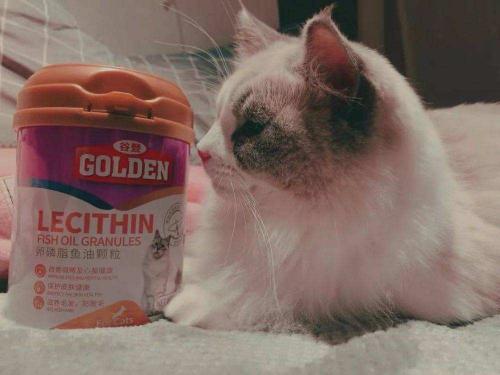 猫咪鱼油一周喂多少-图1