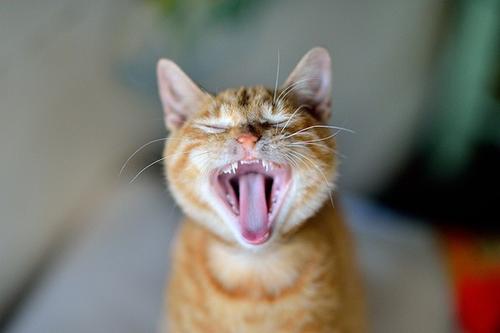 猫咪会换牙齿吗-图1