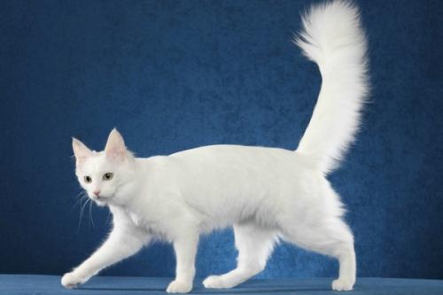 猫睡在枕头旁说明什么-图1
