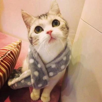 猫能不能用人的沐浴露-图1