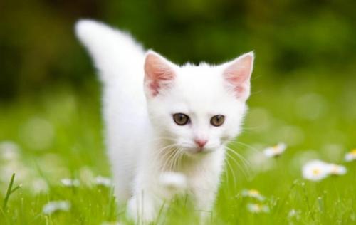 猫咪嘴巴旁边有黑点-图1