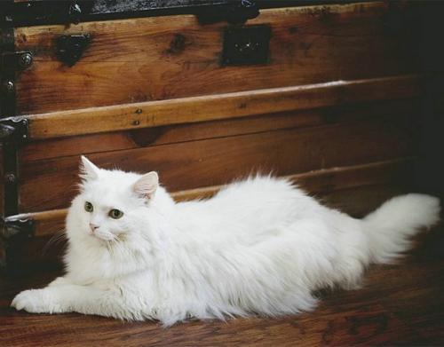 猫自己在家可以呆几天-图1