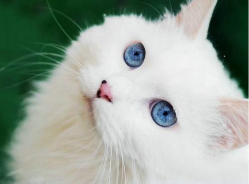 如何让猫咪晚上不闹腾-图1
