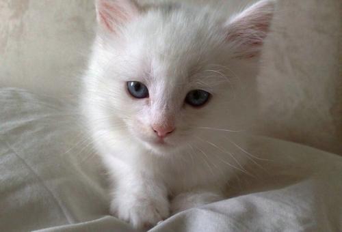 猫咪呼吸急促腹部起伏
