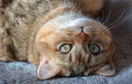 猫咪能吃玉米吗-图1