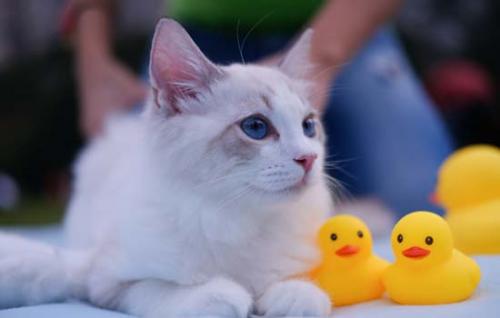 猫喜欢吃火腿肠吗-图1