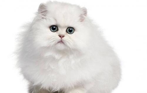 猫喜不喜欢吃水果-图1