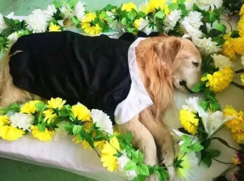 狗狗死亡以后怎么处理-图1