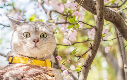 猫咪可不可以吃猕猴桃-图1