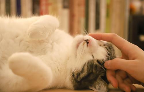 猫咪可不可以放卧室里养-图1