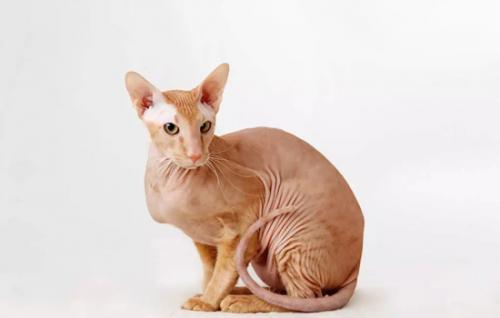 猫咪可不可以用人用的沐浴露-图1