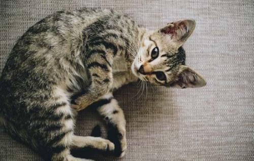 猫咪喜欢吃火腿肠吗-图1