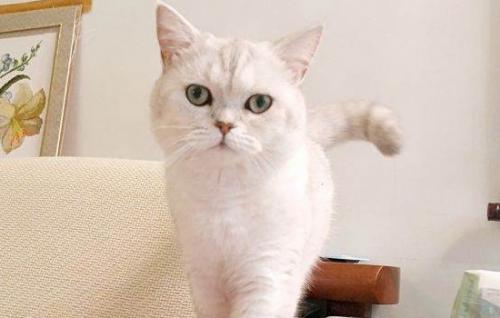 小猫得猫藓好治吗-图1