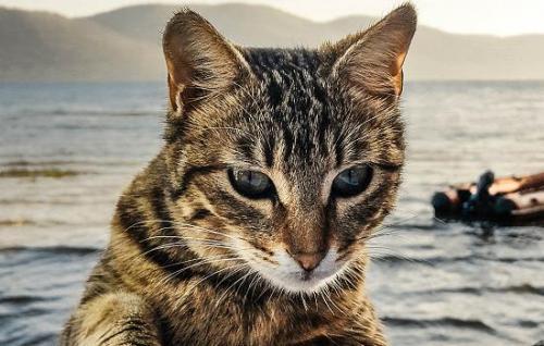 蟑螂药可毒死猫吗-图1