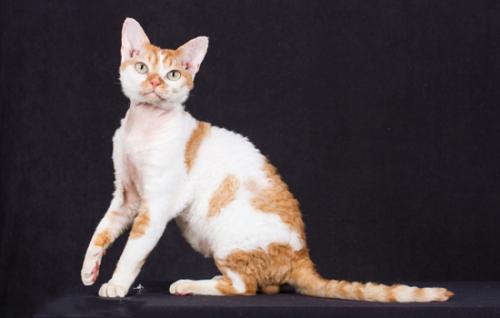 德文卷毛猫性格如何-图1