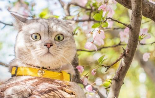 猫尿血吃什么药好