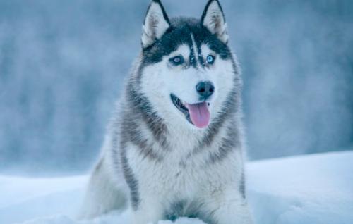 西伯利亚雪橇犬和哈士奇的区别-图1