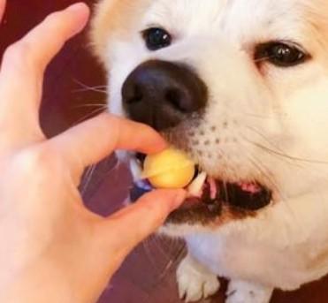 柴犬一天吃几个蛋黄-图2