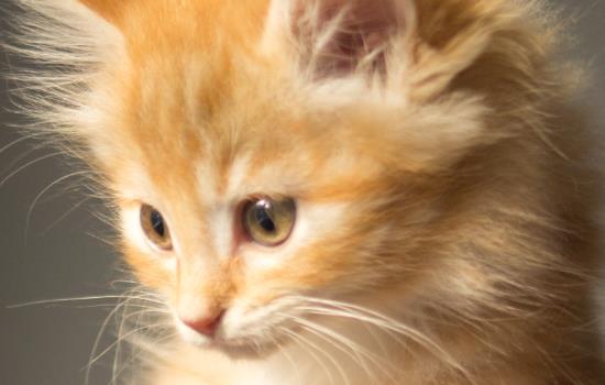 猫咪打了狂犬疫苗抓人了人要打针吗-图1