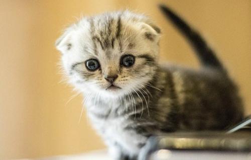 猫踩奶后腿颤抖还特别凶-图1