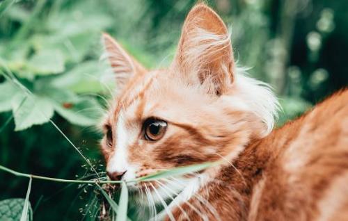 小猫拉屎粘到菊花周围怎么处理-图1