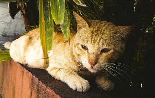 三个月的小猫认路吗-图1
