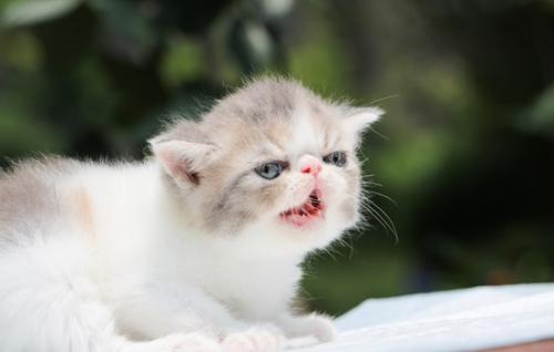 土猫怎么训练用猫砂-图1