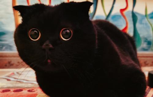 猫增肥发腮吃什么-图1
