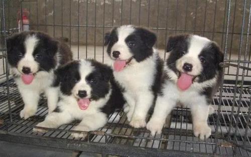 边境牧羊犬多少元一只-图1