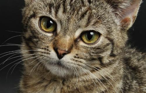 如何分辨小猫长大是否包子脸-图1