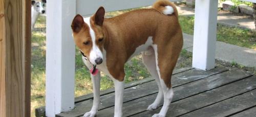 巴仙吉犬吃多了吐了怎么办